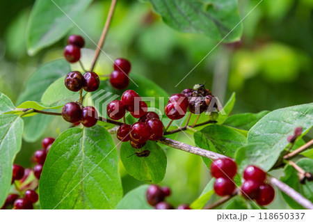 Festive Holiday Honeysuckle Branch with Red Berries Lonicera xylosteum 118650337