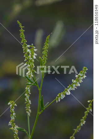 Melilotus albus or honey clover white flowers with green Melilotus albus or honey clover white flowers with green 118650349