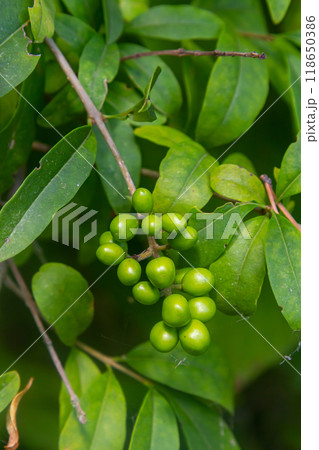 Wild privet or common privet or European privet Ligustrum vulgare fruit and berries isolated on a natural green background 118650386