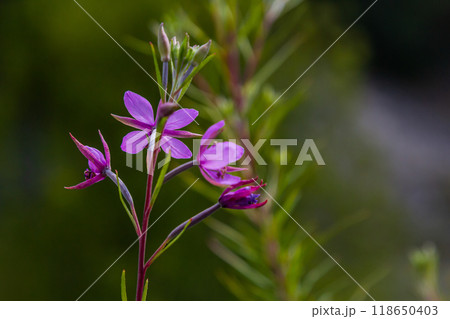 Willowherb epilobium angustifolium. Blooming sally epilobium angustifolium 118650403