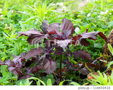 アメリカデイゴの木の横に生えたシソ（公園の花壇の赤紫蘇） 118650418