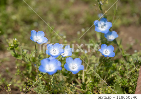 アジア人 アジアン アジア風 118650540