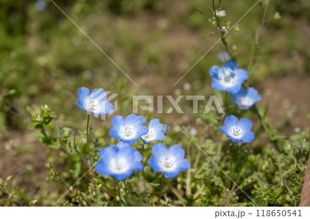 アジア人 アジアン アジア風 118650541