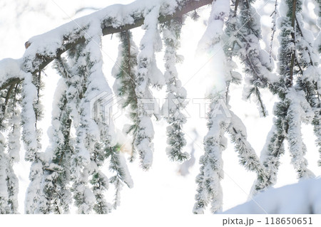 Snow covered trees. Winter forest Snow covered trees. Winter forest 118650651