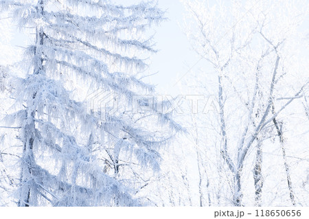 Snow covered trees. Winter forest Snow covered trees. Winter forest 118650656