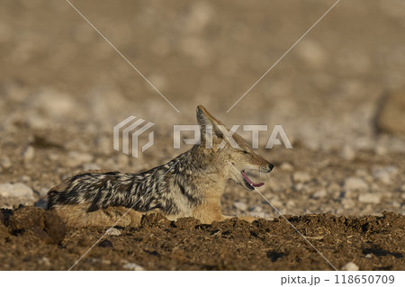 Black-backed Jackal Black-backed Jackal 118650709