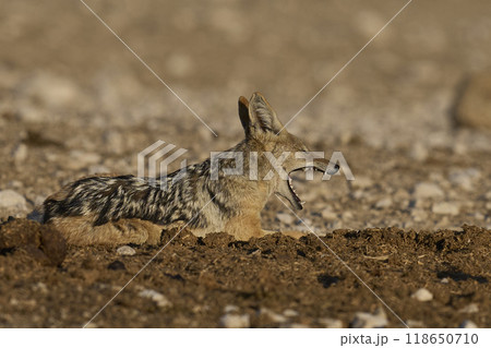 Black-backed Jackal Black-backed Jackal 118650710
