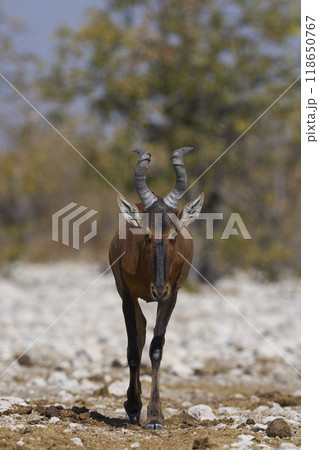 Red Hartebeest 118650767