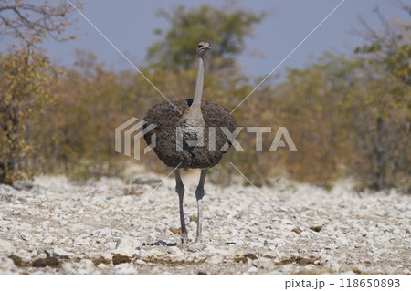 Female Ostrich 118650893