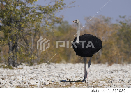 Male Ostrich Male Ostrich 118650894