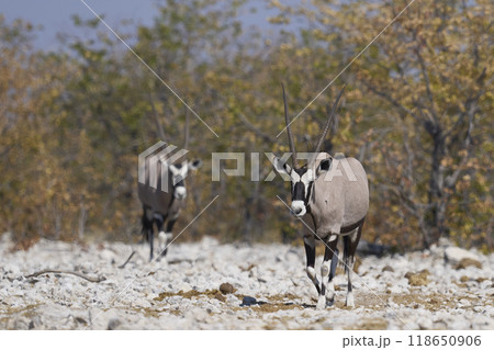 Gemsbok in Etosha National Park Gemsbok in Etosha National Park 118650906