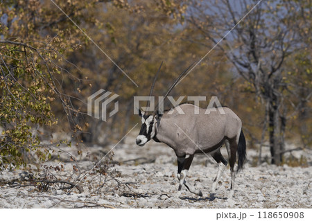 Gemsbok in Etosha National Park Gemsbok in Etosha National Park 118650908