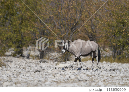 Gemsbok in Etosha National Park 118650909