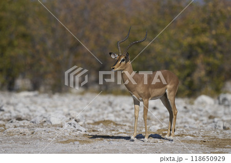 Male Black-faced Impala 118650929