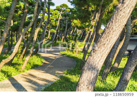 城ヶ島公園の松林の風景【神奈川県・三浦市】 城ヶ島公園の松林の風景【神奈川県・三浦市】 118650959