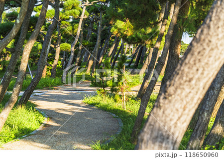城ヶ島公園の松林の風景【神奈川県・三浦市】 118650960