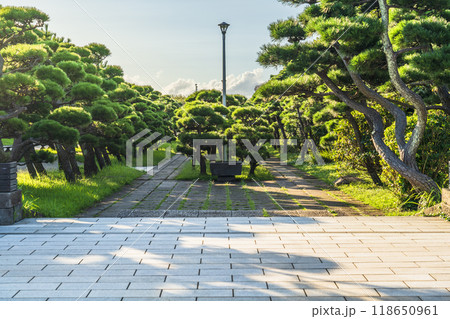 城ヶ島公園の松林に囲まれた遊歩道【神奈川県・三浦市】 城ヶ島公園の松林に囲まれた遊歩道【神奈川県・三浦市】 118650961