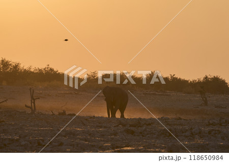 Large bull African elephant at sunset Large bull African elephant at sunset 118650984