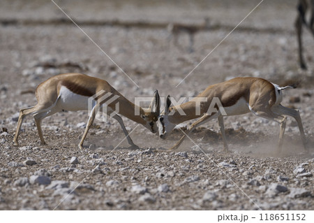 Male Springok fighting 118651152