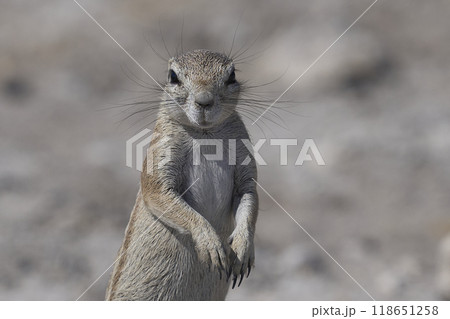 Ground Squirrels Ground Squirrels 118651258