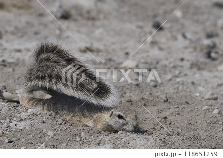 Ground Squirrels Ground Squirrels 118651259