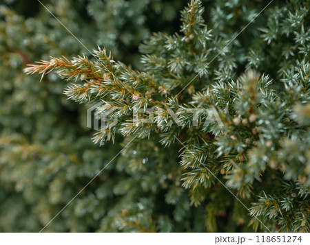 植物 工場 プランツ 118651274