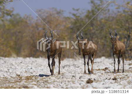 Red Hartebeest  118651314