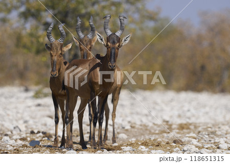 Red Hartebeest  118651315