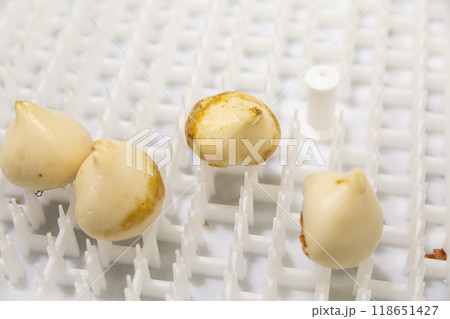 special boxes for forcing tulip bulbs on an industrial scale special boxes for forcing tulip bulbs on an industrial scale 118651427