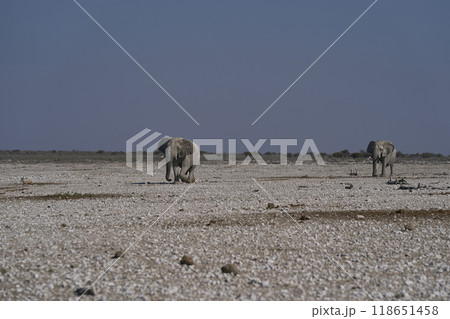 Large bull African elephant in Etosha National Park 118651458