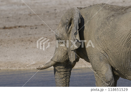 Large bull African elephant drinking at a waterhole 118651529