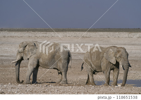 Large bull African elephant drinking at a waterhole Large bull African elephant drinking at a waterhole 118651538
