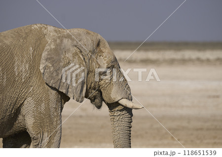 Large bull African elephant drinking at a waterhole Large bull African elephant drinking at a waterhole 118651539