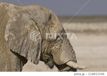 Large bull African elephant drinking at a waterhole Large bull African elephant drinking at a waterhole 118651540