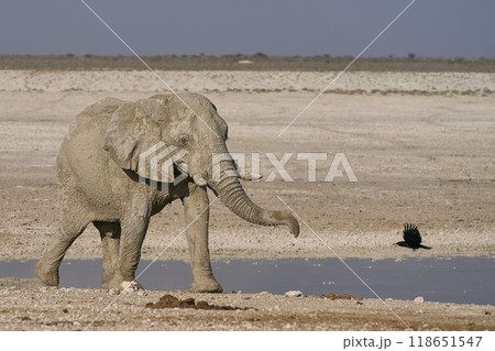 Large bull African elephant drinking at a waterhole Large bull African elephant drinking at a waterhole 118651547