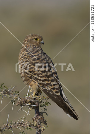 Greater Kestrel Greater Kestrel 118651723