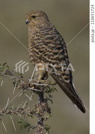 Greater Kestrel Greater Kestrel 118651724