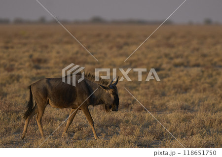 Blue Wildebeest Blue Wildebeest 118651750