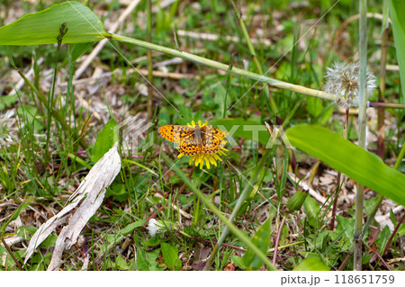 カラフトヒョウモン カラフトヒョウモン 118651759