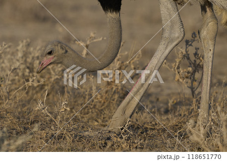 Male Ostrich feeding 118651770