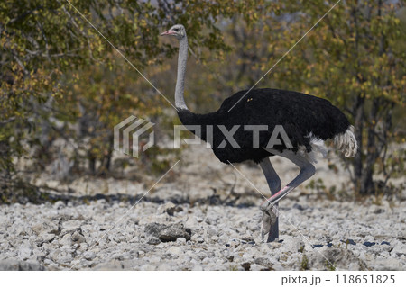 Male Ostrich 118651825