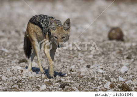 Black-backed Jackal  118651849
