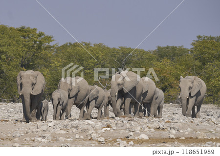 African elephant at a waterhole 118651989