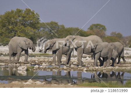 African elephant at a waterhole African elephant at a waterhole 118651990