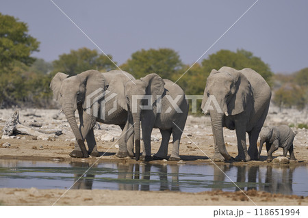 African elephant at a waterhole African elephant at a waterhole 118651994