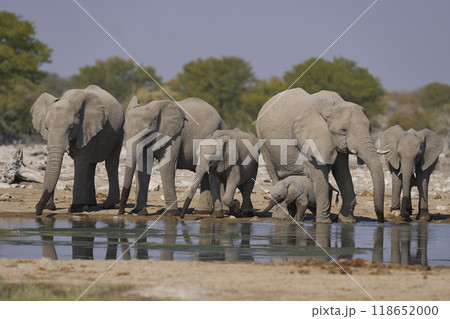 African elephant at a waterhole 118652000