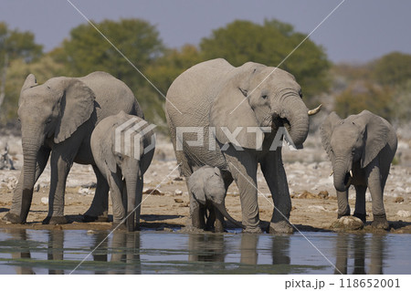 African elephant at a waterhole 118652001