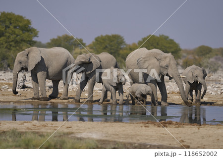 African elephant at a waterhole 118652002