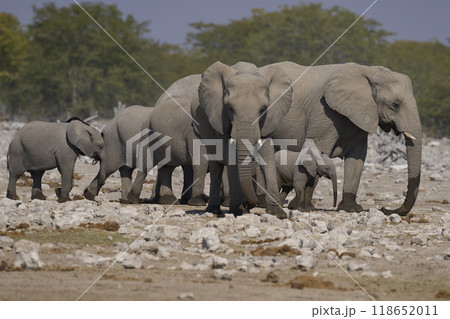 African elephant at a waterhole African elephant at a waterhole 118652011