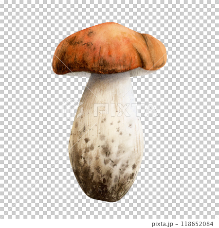 Watercolor boletus mushroom realistic illustration isolated on white. Forest fall edible fungus plant. Hand drawn woodland botanical sketch for realistic designs 118652084